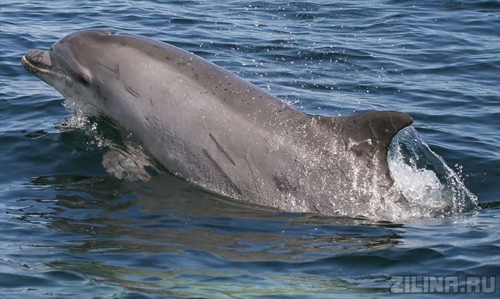 В Крыму предложили давать десять лет тюрьмы за убийство дельфинов